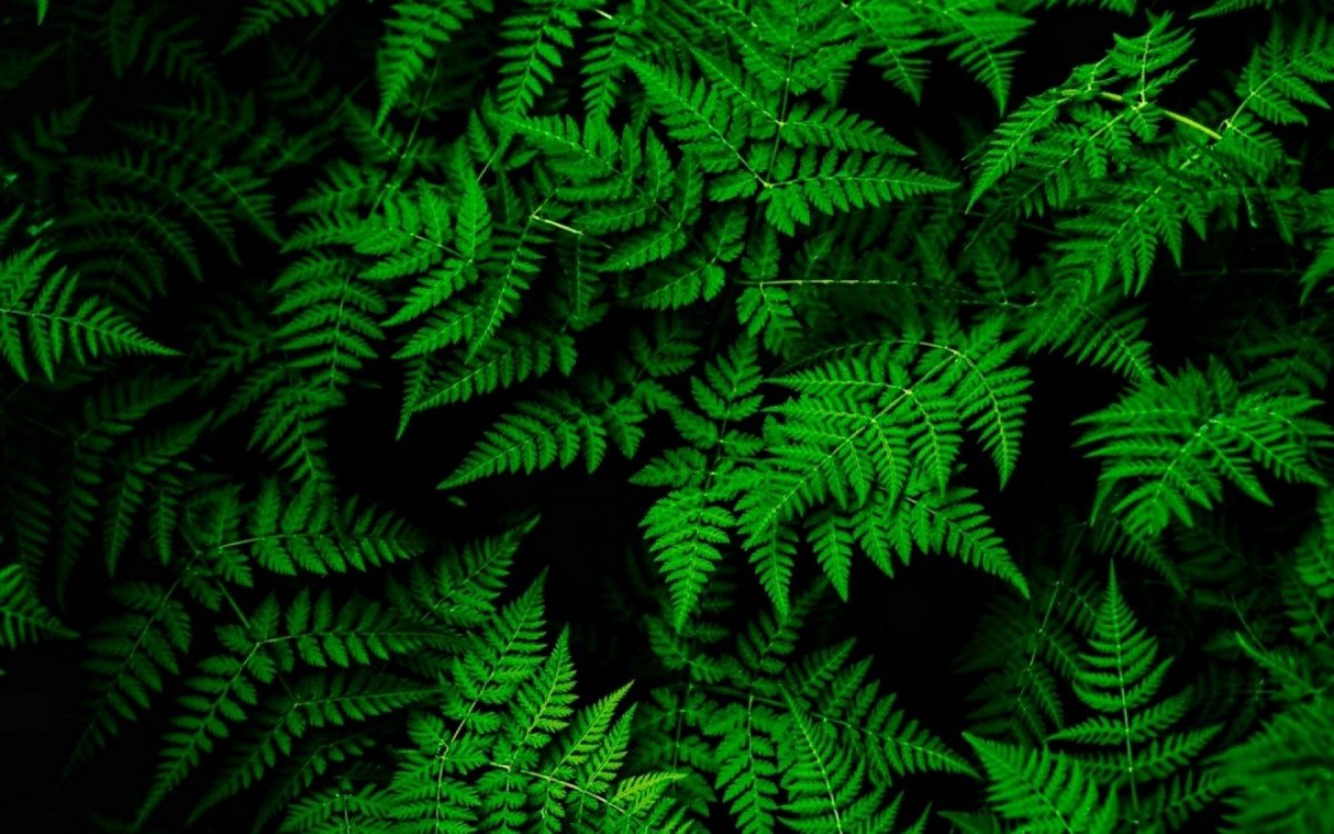 Папоротник на рабочий стол