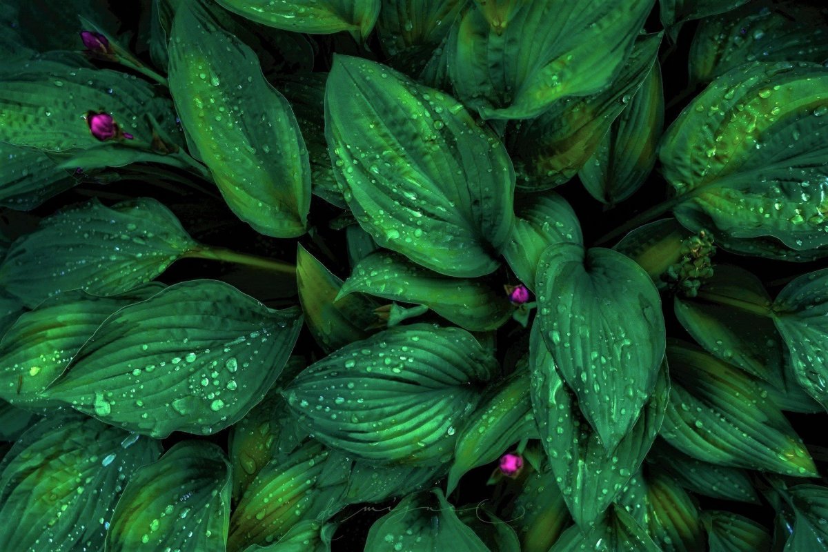 Темно зеленые листья