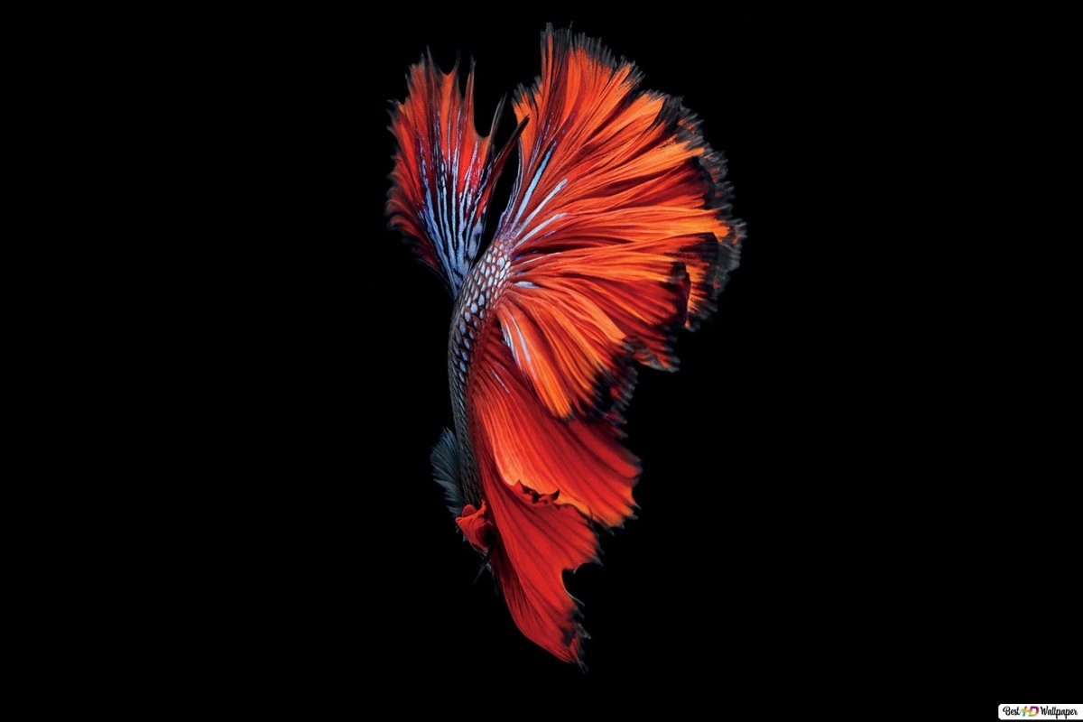 Обои Сяоми редми