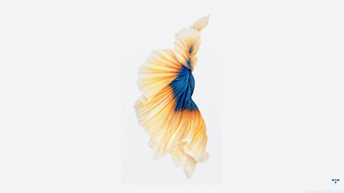 Стоковые обои