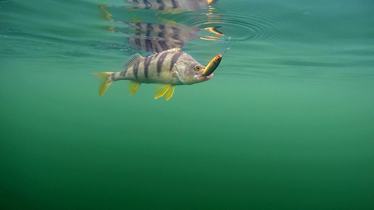 Обои рыбалка