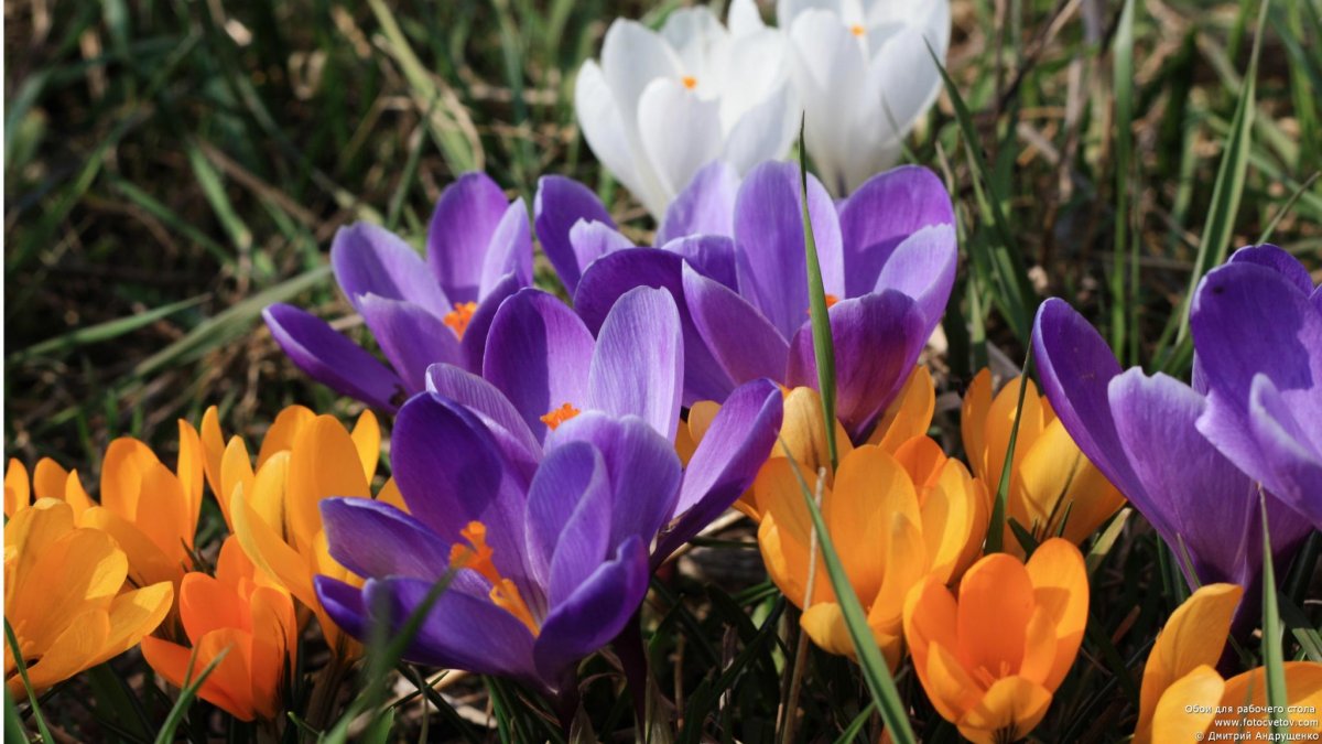 Фрезия первоцвет