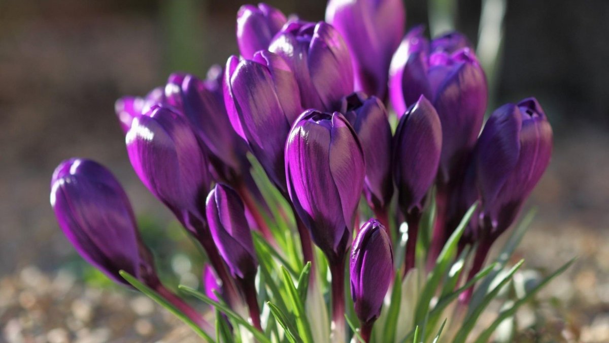 Крокус весенний сиреневый