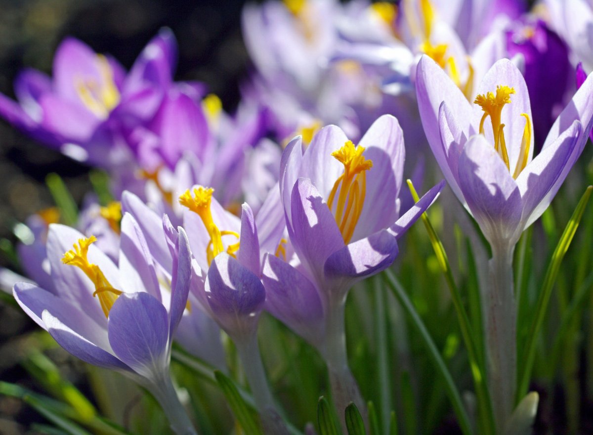 Цветы крокусы первоцветы
