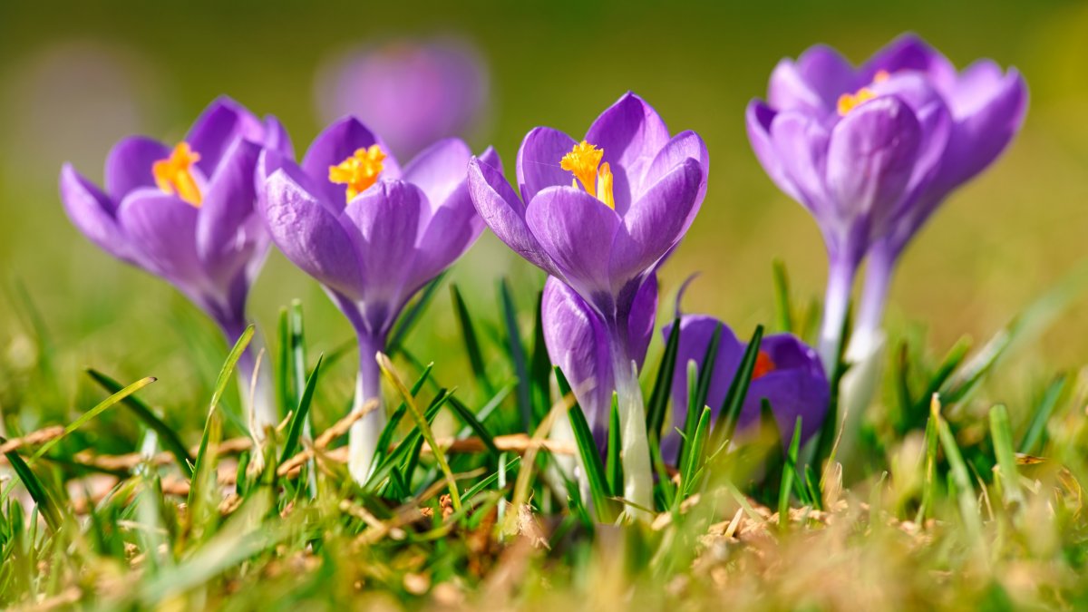Крокусы на Поляне