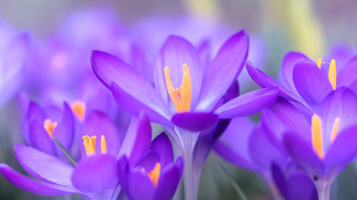 Шафран цветок