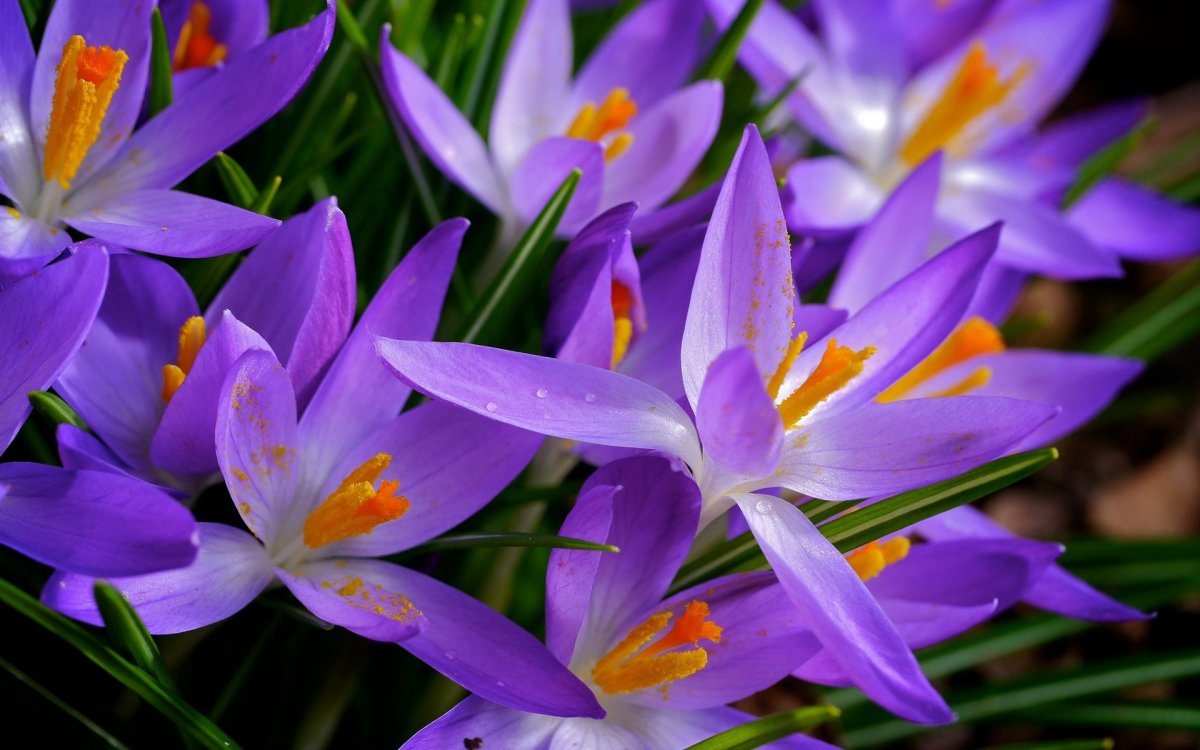 Крокус цветок