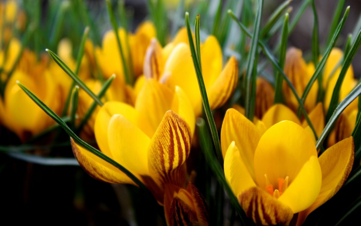 Шафран желтый