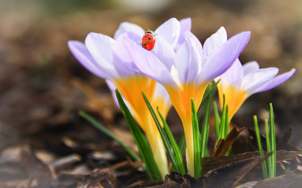 Крокусы солнце