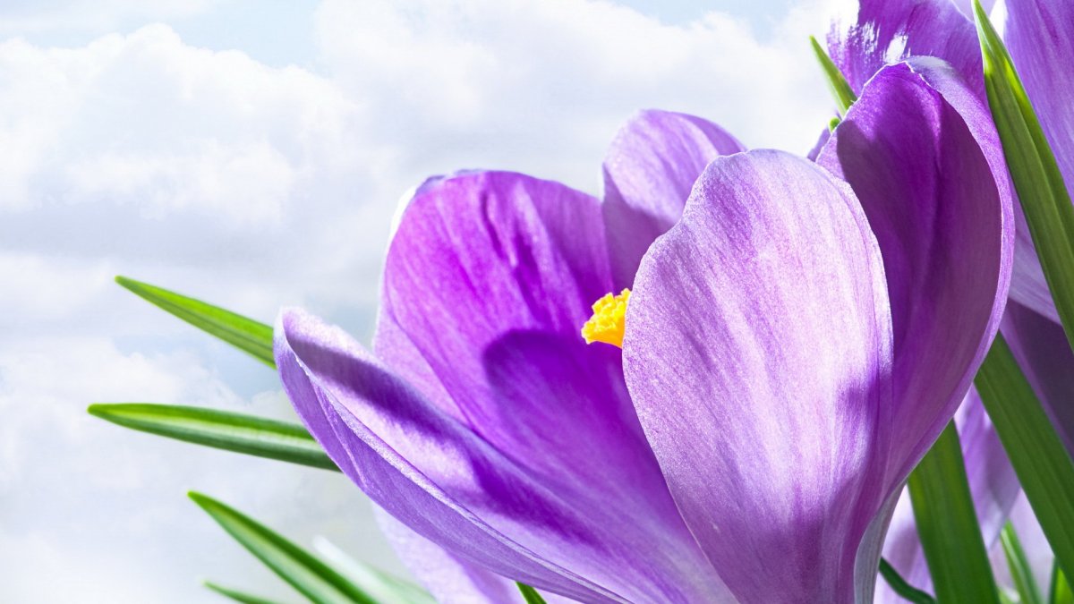 Лавандовый Крокус – Lavender Crocus