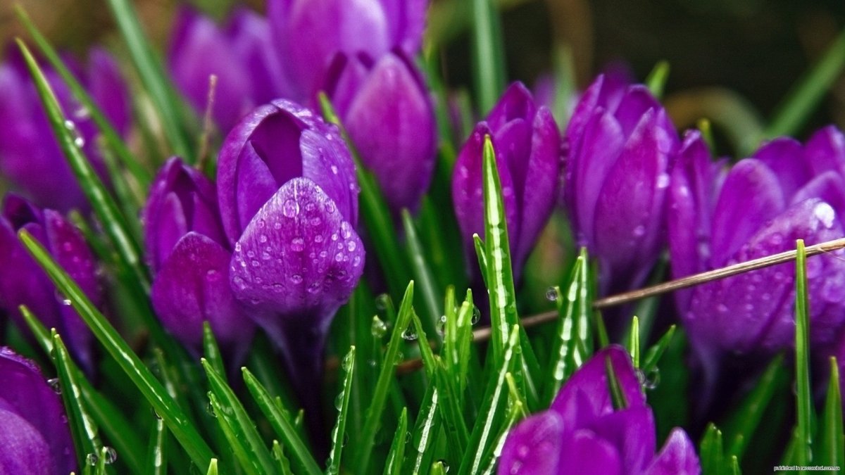 Крокус цветок