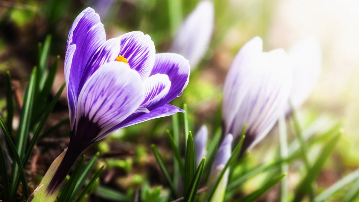 Красивая Весна