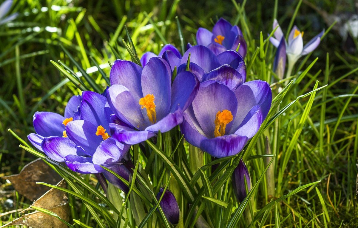 Крокусы Лесные