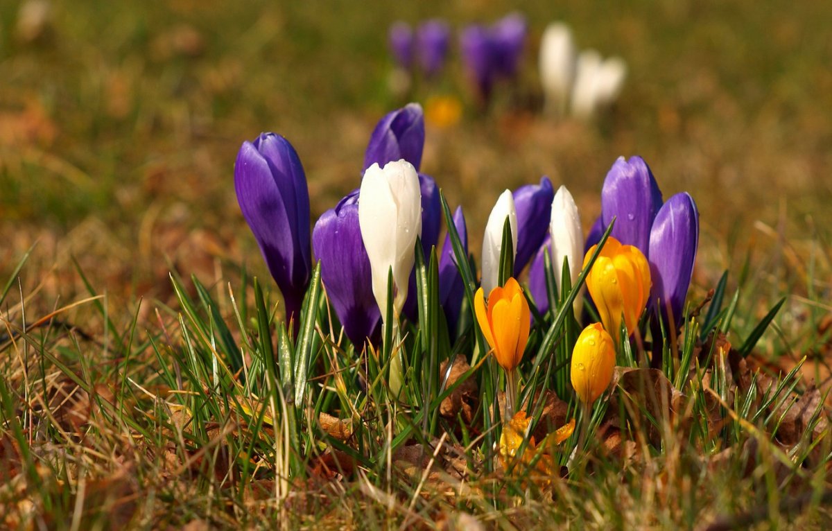 Крокус желтый