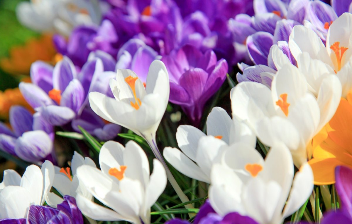 Доброе утро крокусы