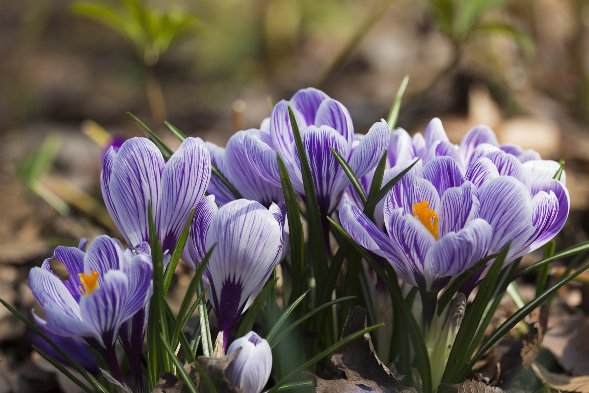 Крокус Шафран весенний