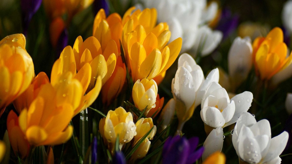 Крупные весенние цветы