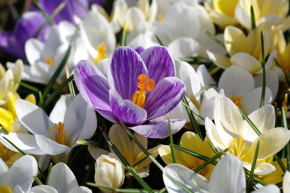 Крокус Макросъемка