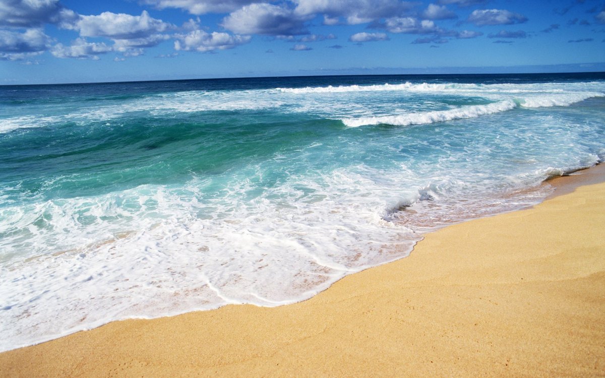 Побережье с пальмами