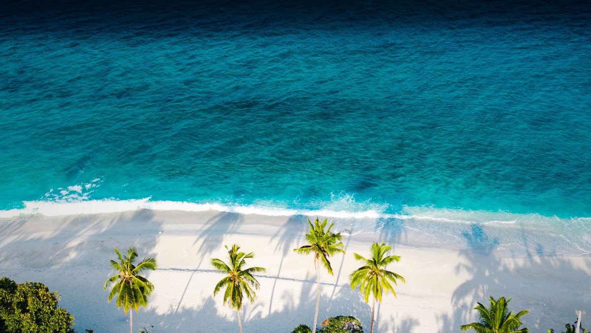 Пляж пальмы теплый свет