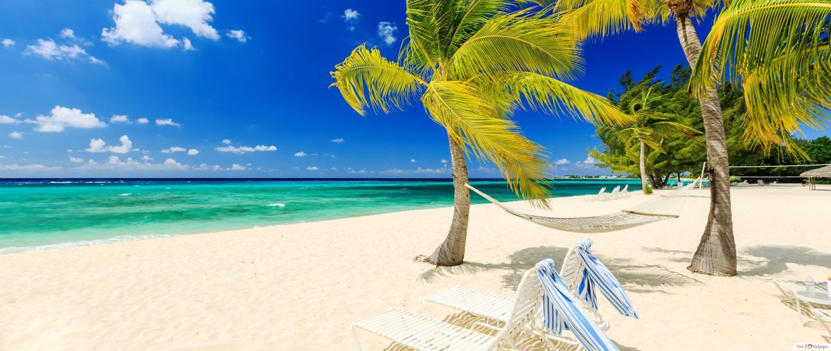 Море пальмы