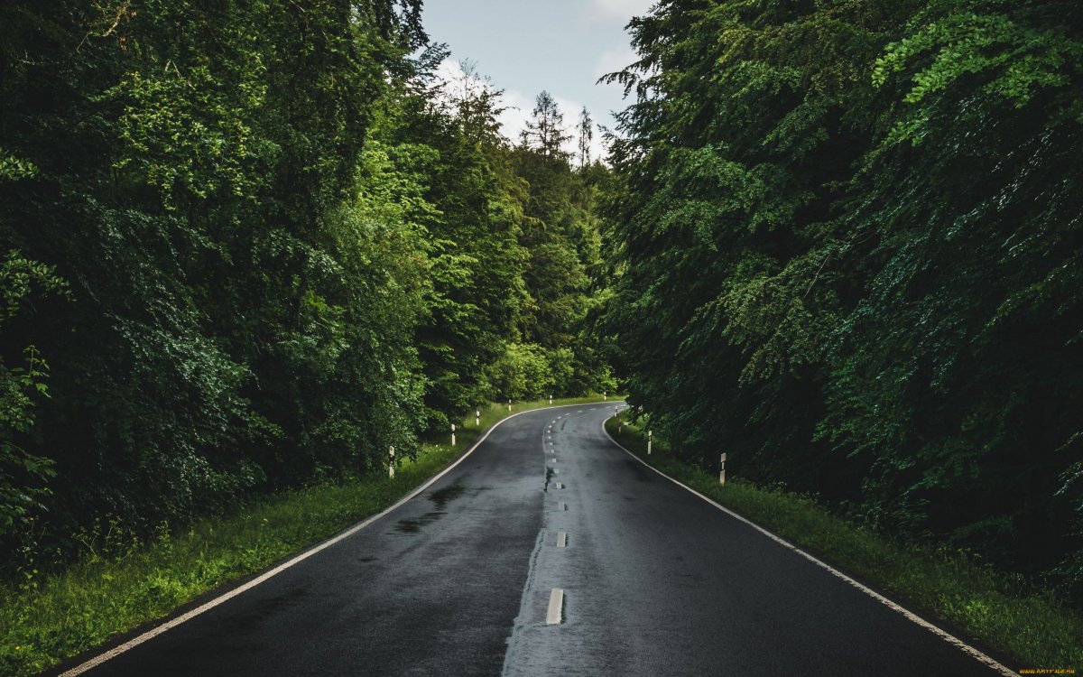 Дорога среди леса