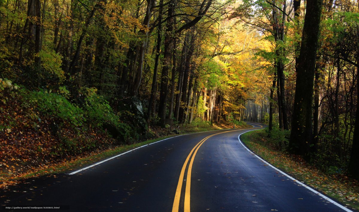 Красивый лес с дорогой