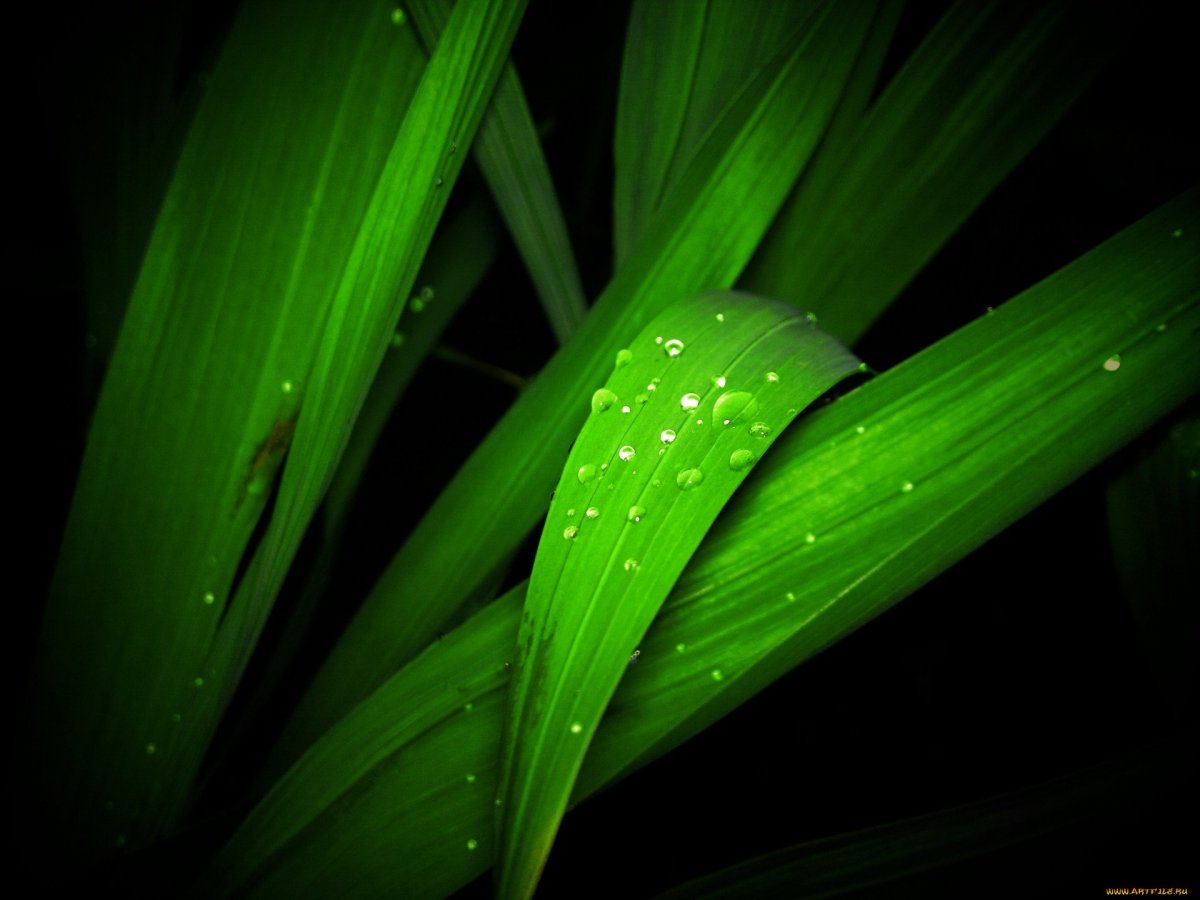 Зелень на темном фоне