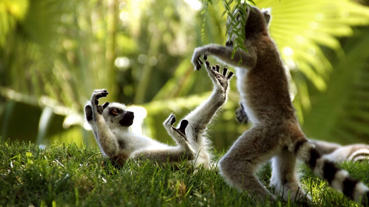 Забавные животные