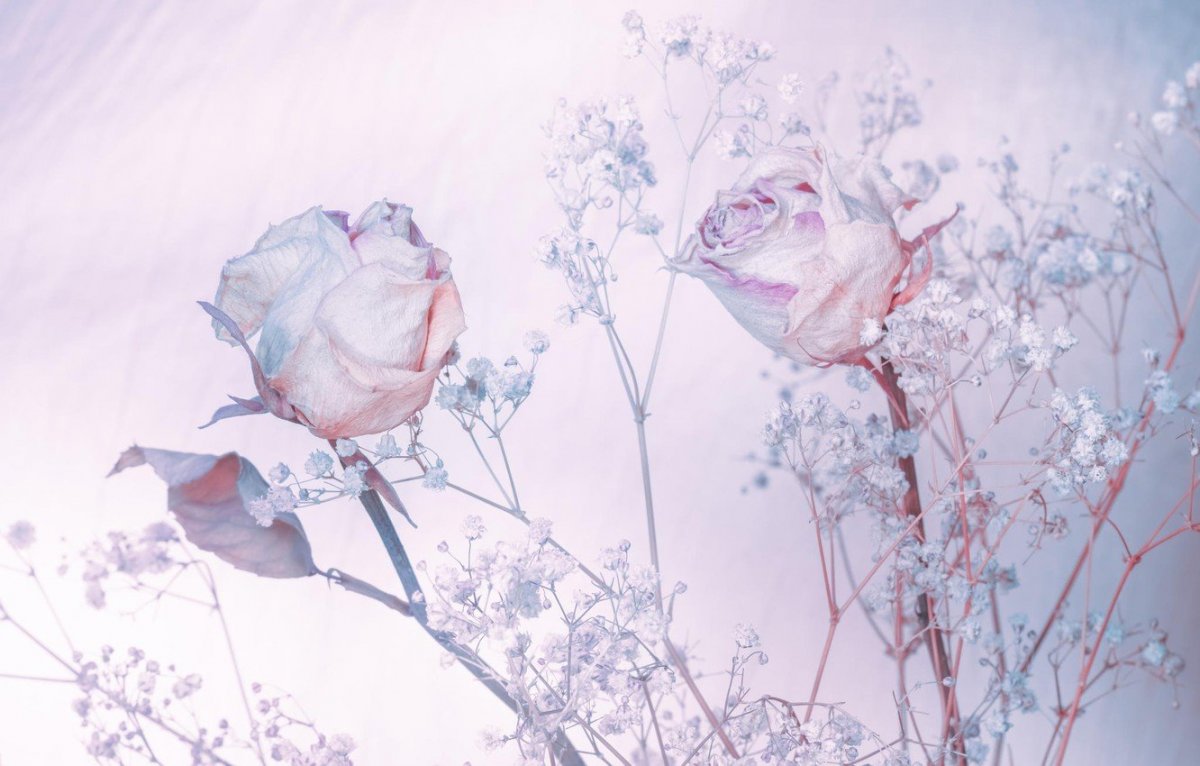 Цветы в пастельных тонах