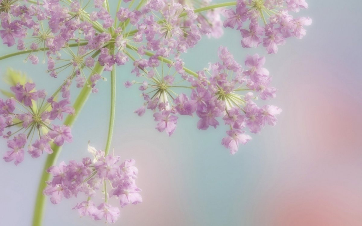 Лето в пастельных тонах