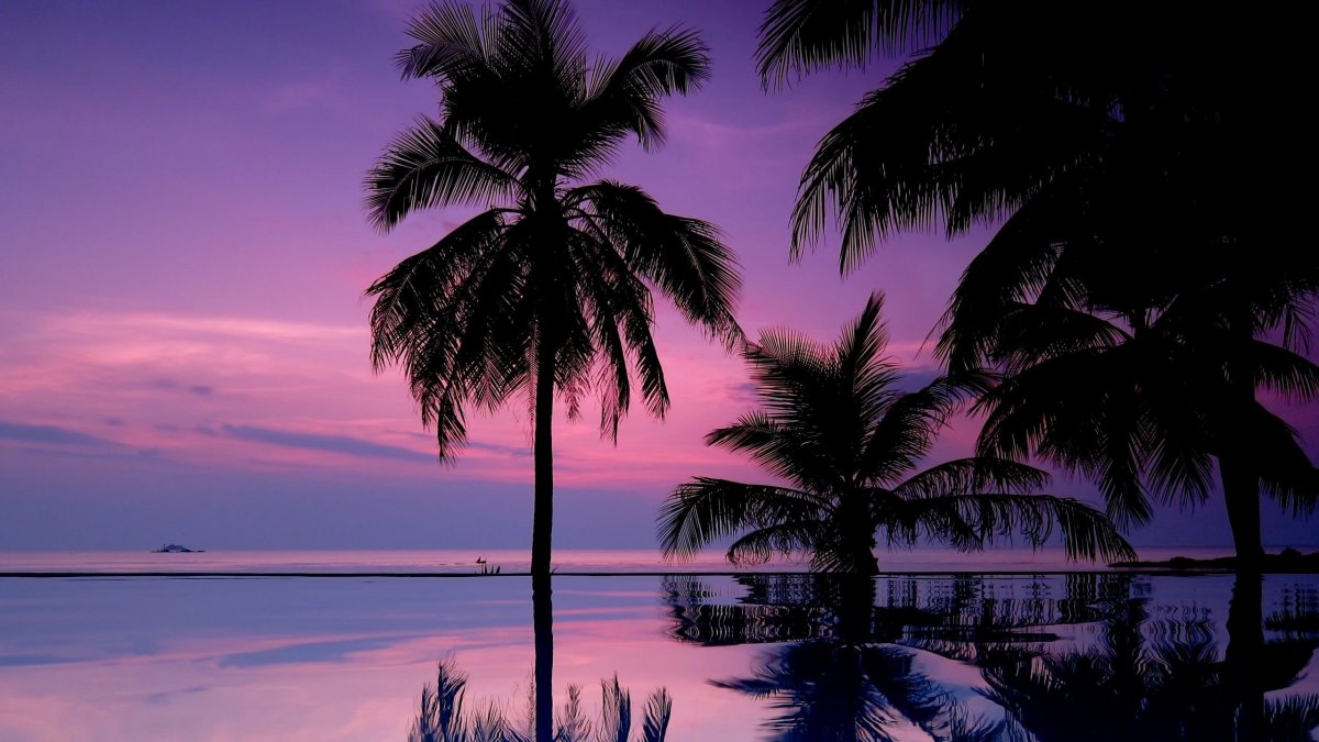 Фильм Пальма закат