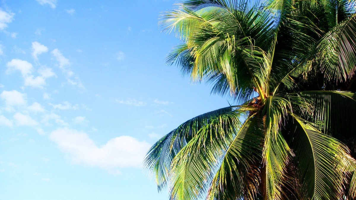 Эктор Пальма