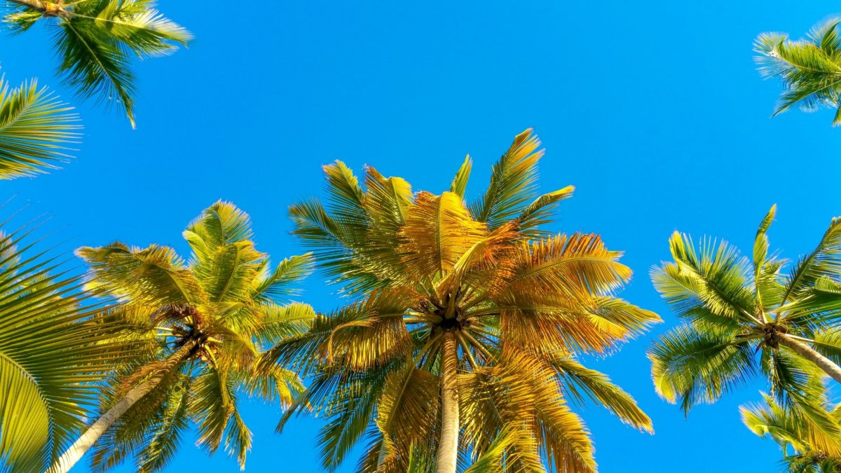 Пальмы на рабочий стол