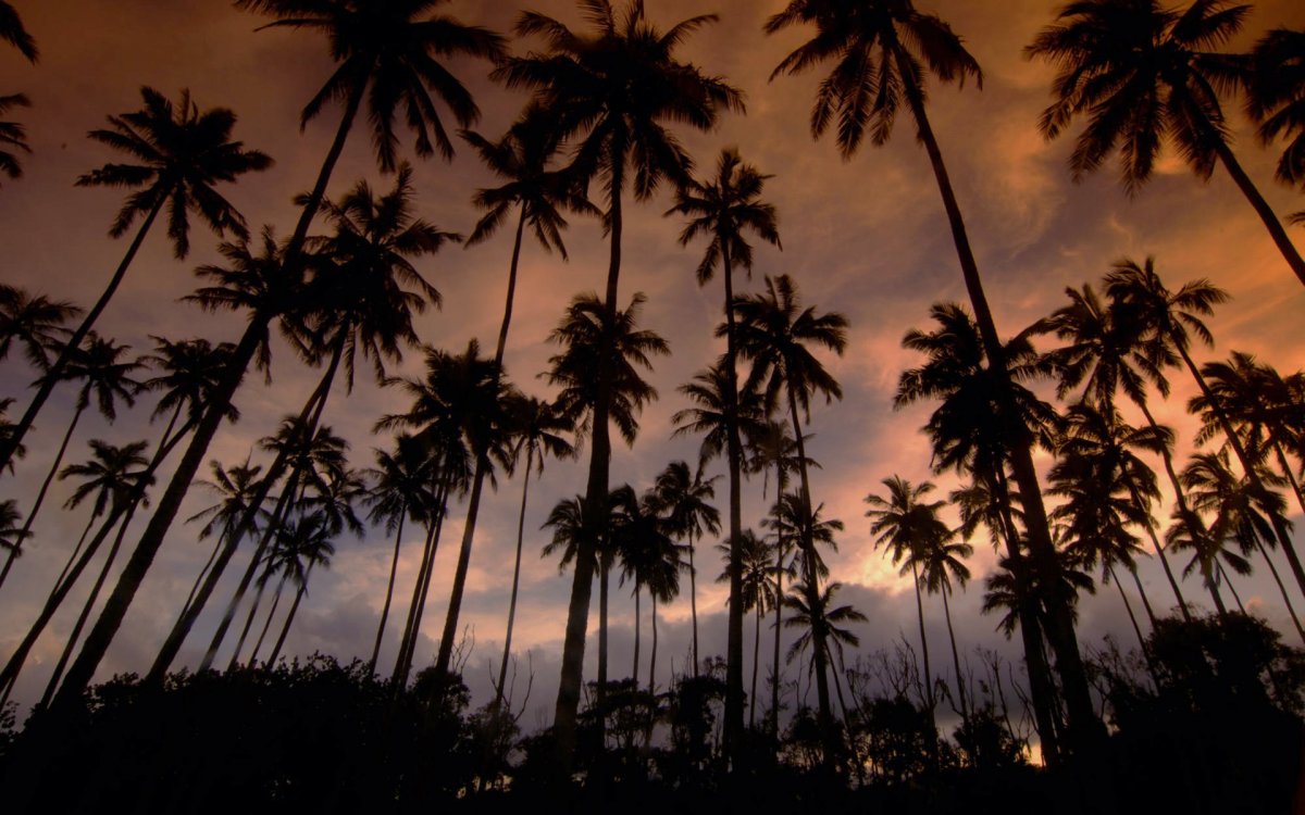 Лос Анджелес Гавайи