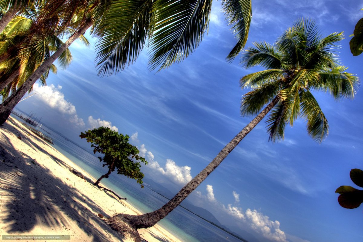 Море пальмы