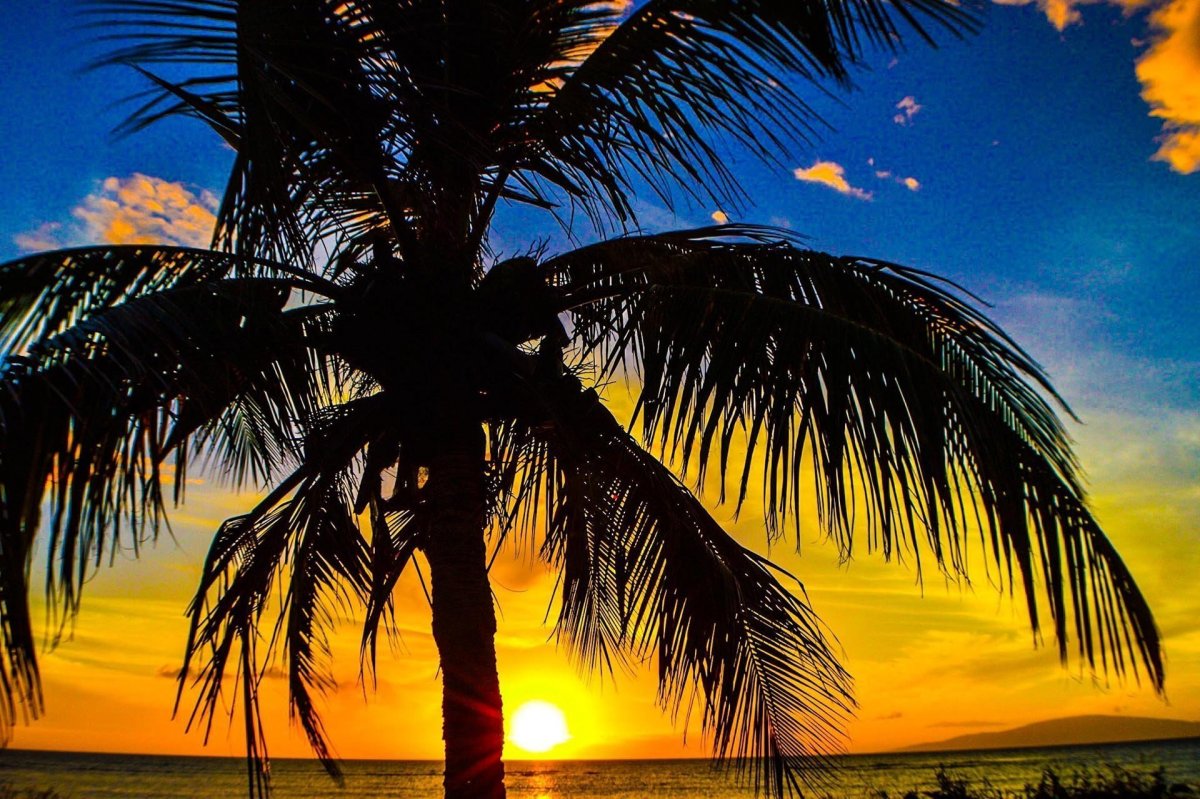 Красивые пейзажи с пальмами