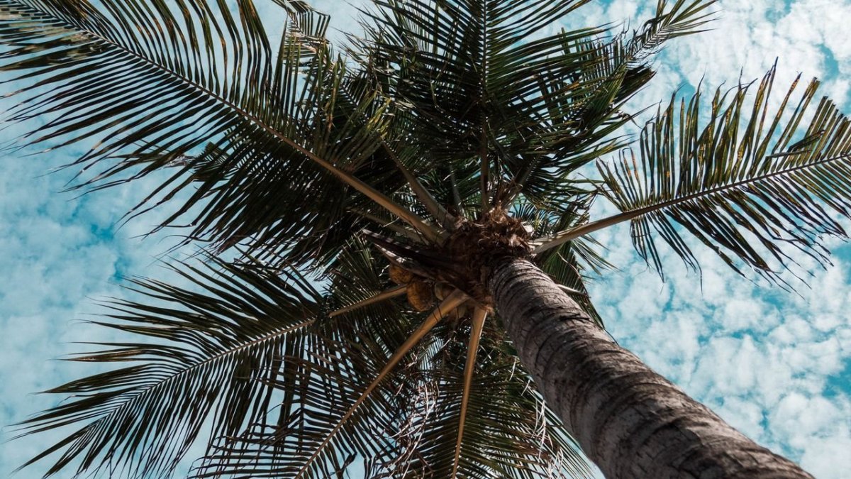 Тропические деревья пальмы