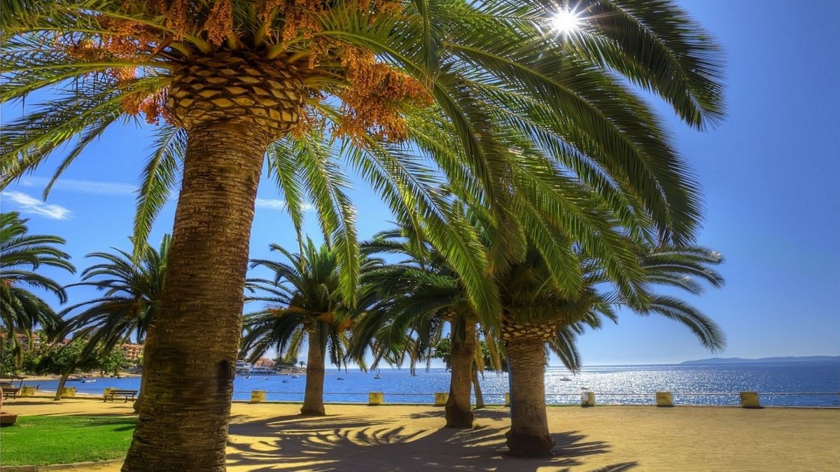 Сочи пальмы море