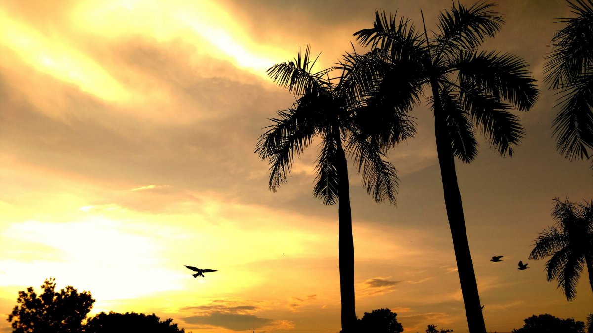 Пальмы Лос Анджелеса