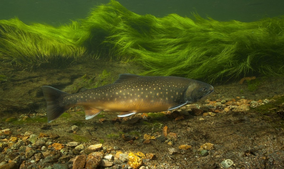 Форель голец