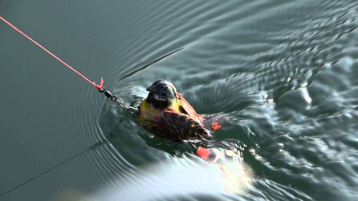 Заставка на рабочий стол рыбалка