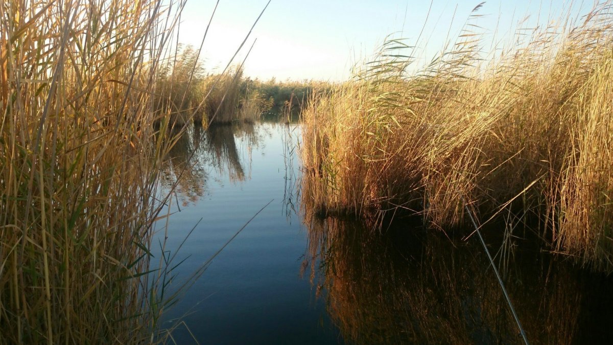 Рыба в камышах