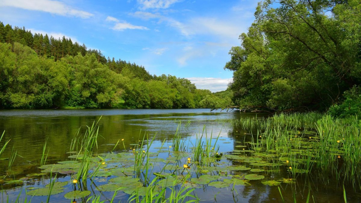 Лето лес река