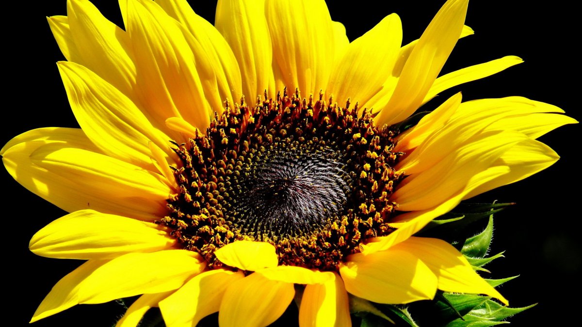 Цветы Подсолнухи