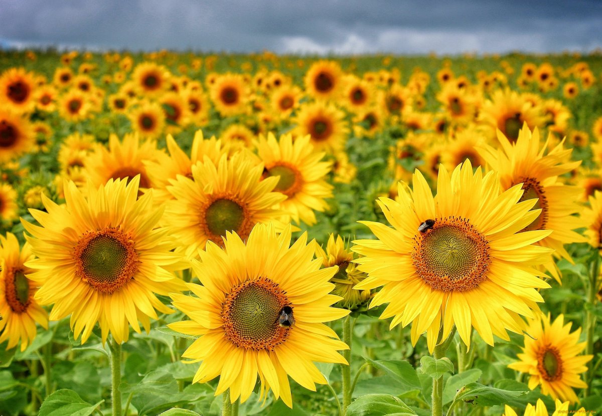 Красивые Подсолнухи