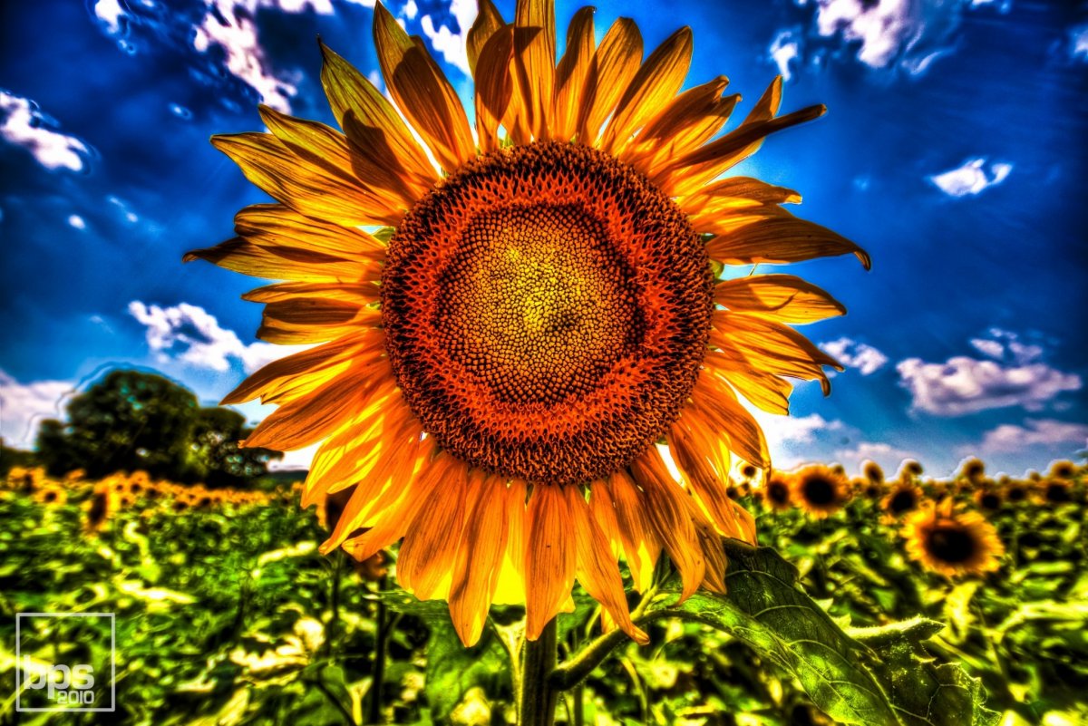 Яркие Подсолнухи