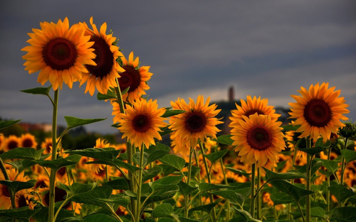 Красивое поле подсолнечника
