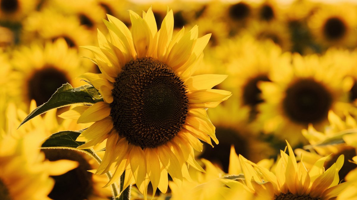 Красивые Подсолнухи