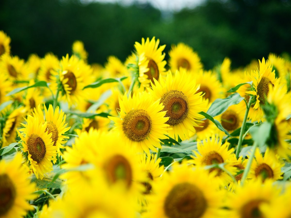 Поле подсолнухов